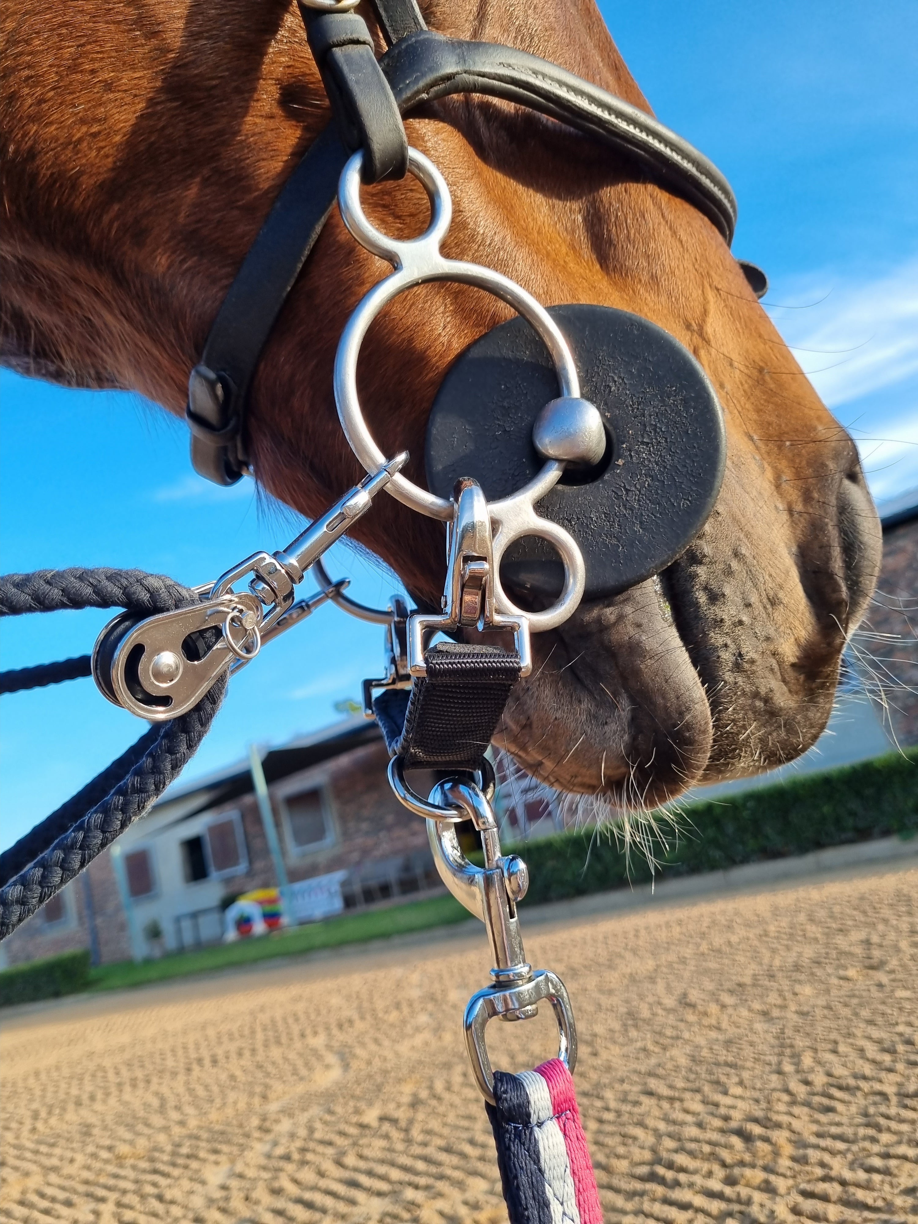 Lunging Connector Comfort Solo